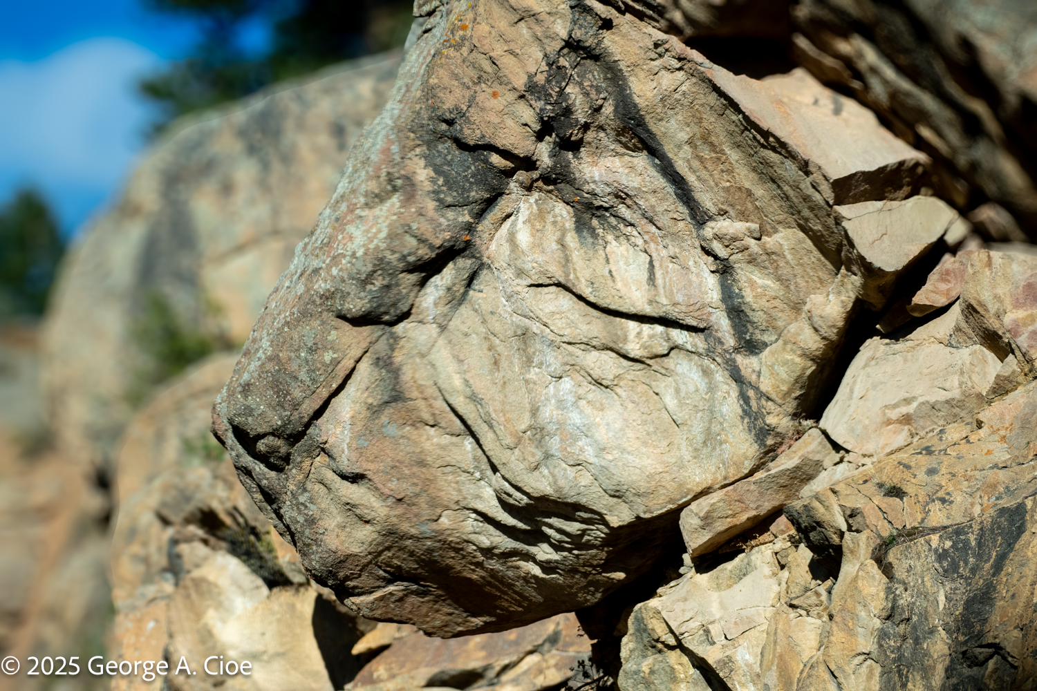 Mufasa Lives! Adventures on Historic Fall River Road