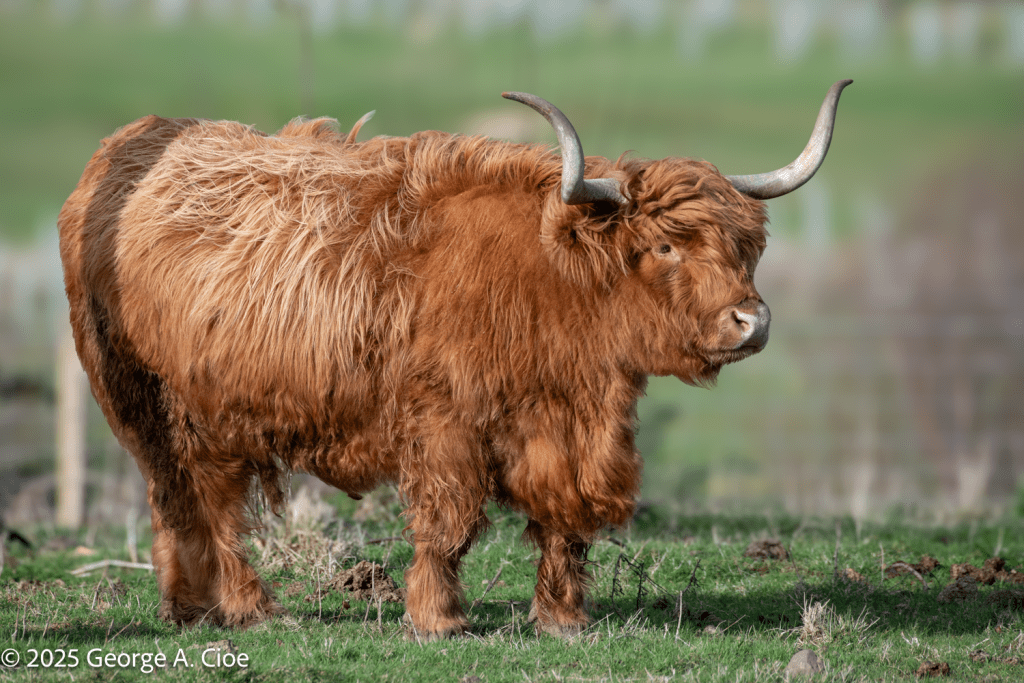 Highland Coo