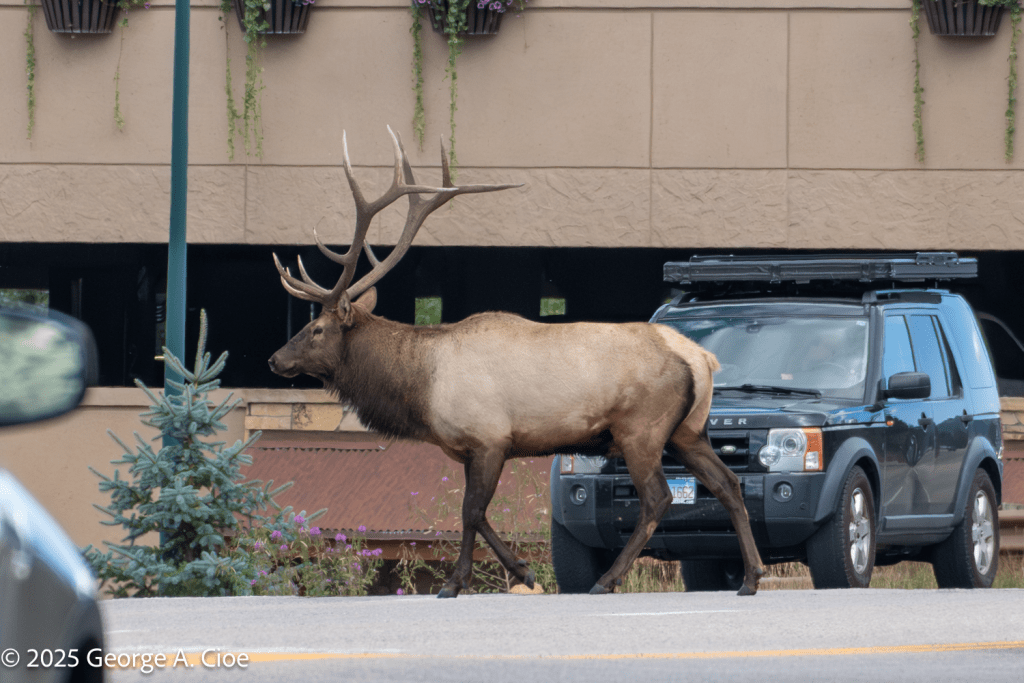 “Monarch of the Mountain Road” Estes Park, Colorado
