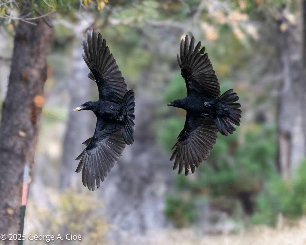 "Zero Dark Birdy" American Crows