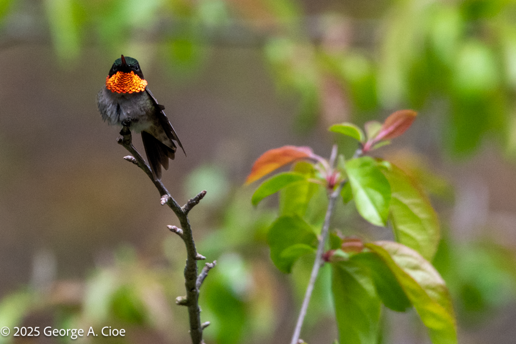 "Ruby in the Branches" Ruby-throated Hummingbird