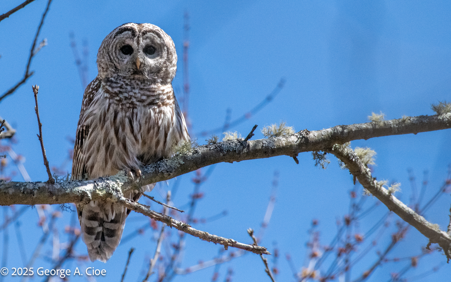 Barred Owl – When Nature Takes Your Breath Away