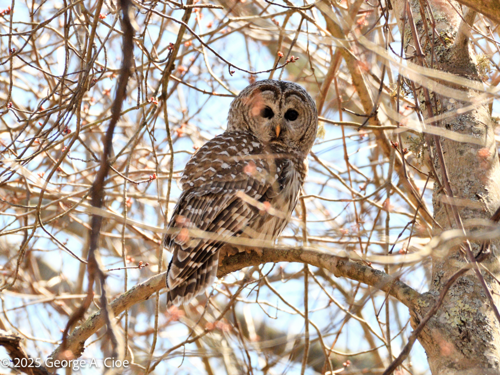 Barred Owl