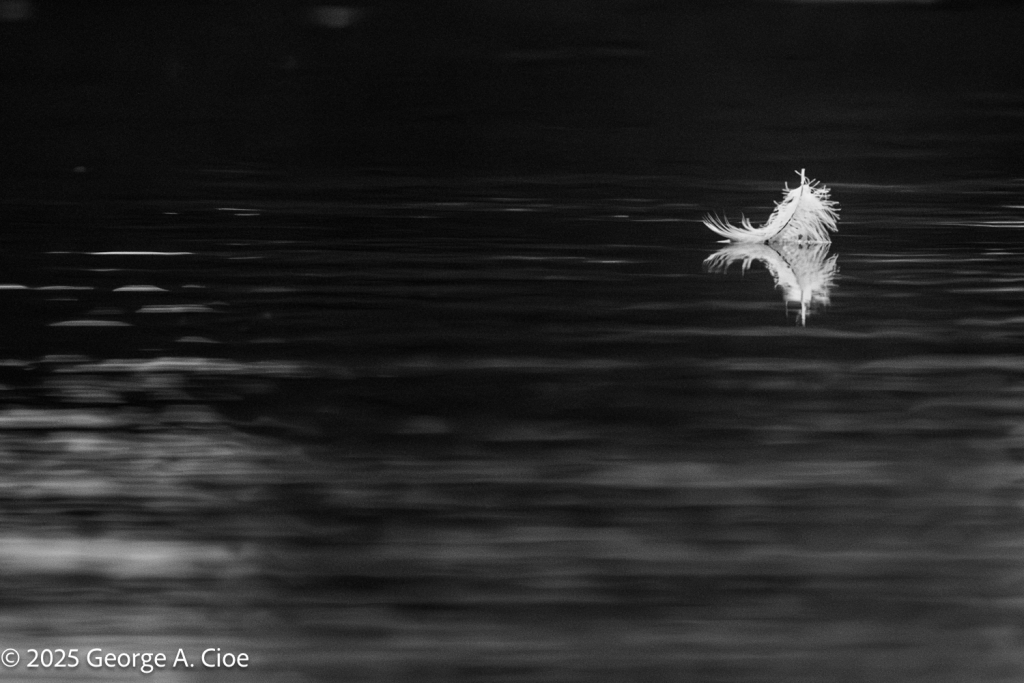 A Feather Floating