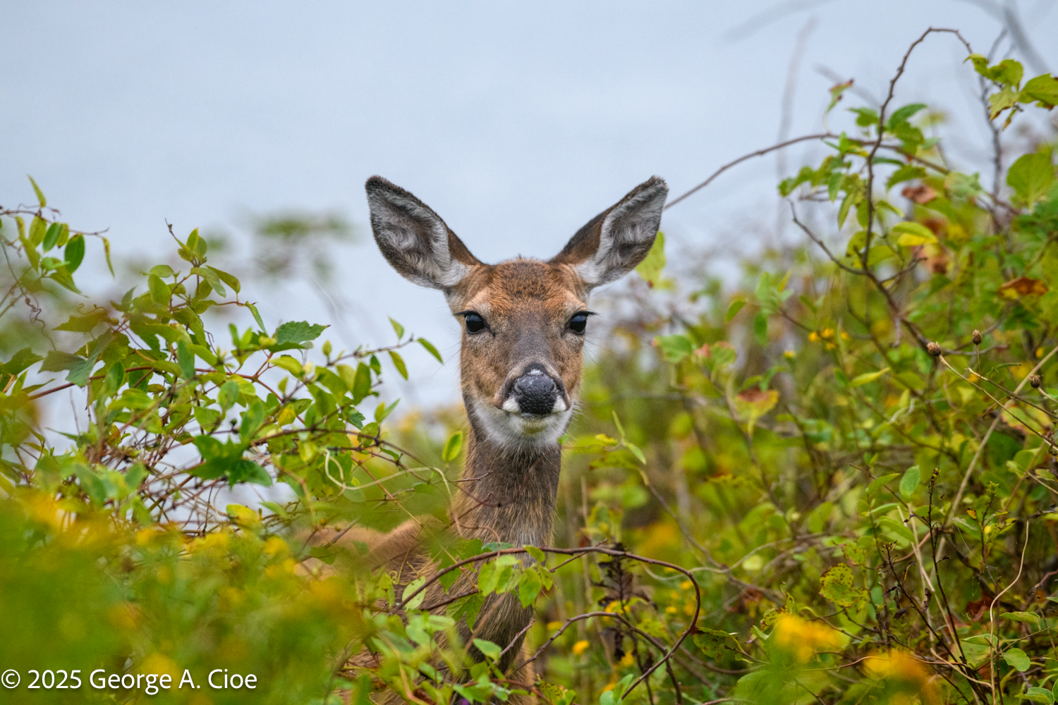 Young Deer at Sunrise