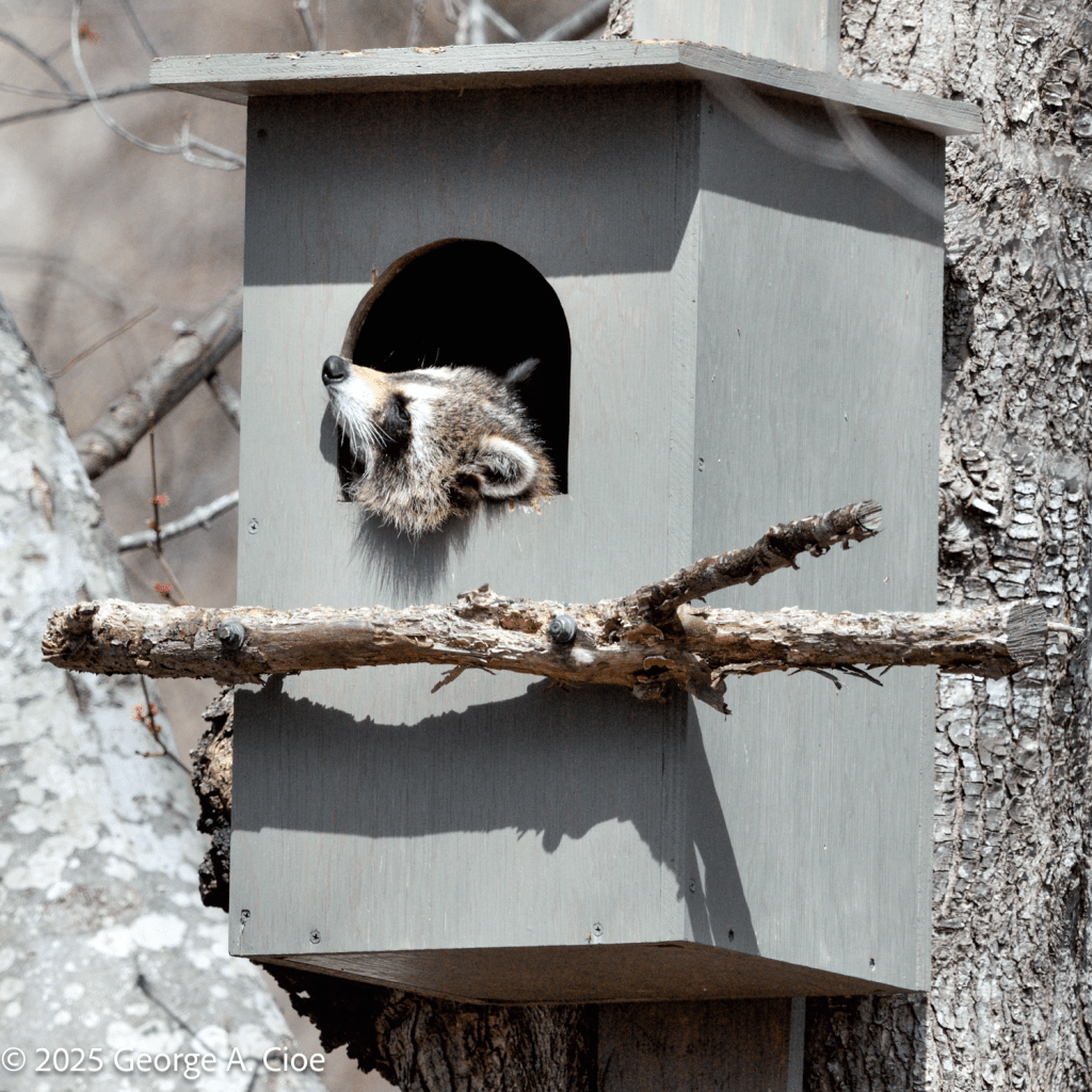 Raccoon in Owl House 