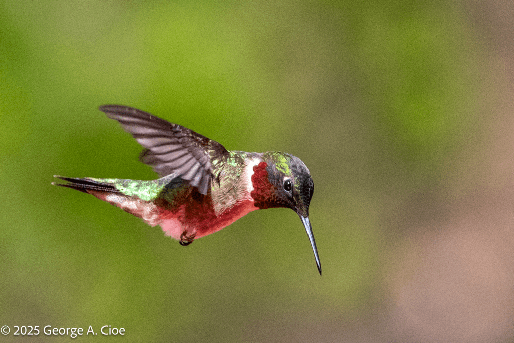 "The Ruby Rocket" Ruby-throated Hummingbird