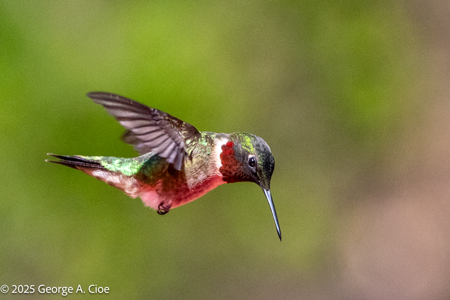 My First Ruby-throated Hummingbird in Rhode Island