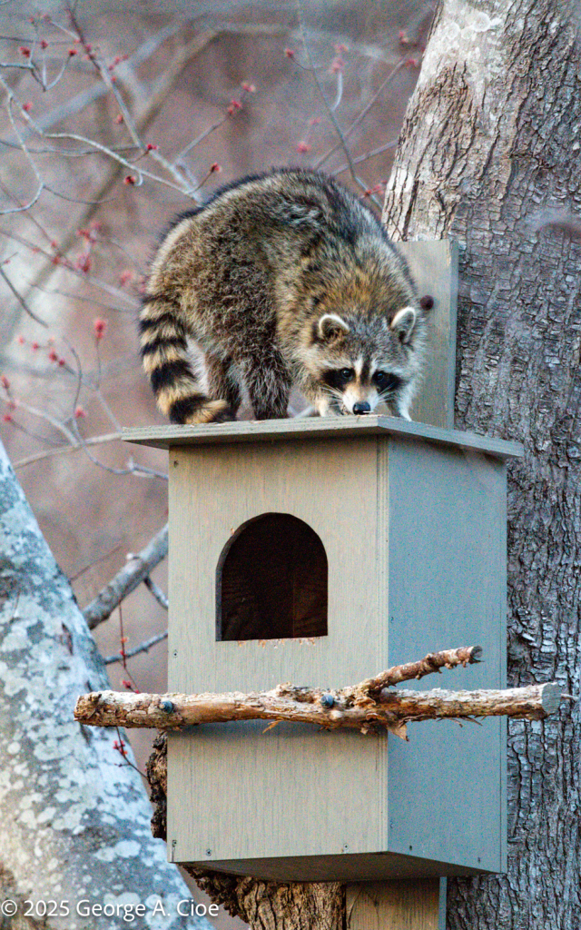 Raccoon on Owl House 