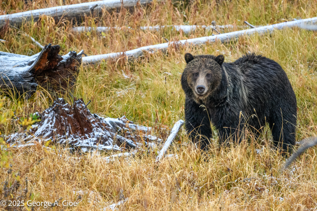 "Furry Forager" Grizzly Bear, Yellowstone National Park