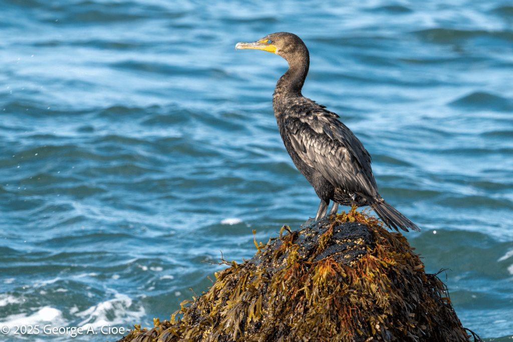 "Pulpit Rock" Double-crested Cormorant