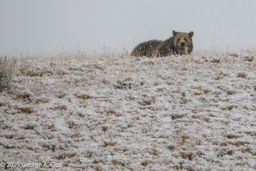 "One Last Look" Grizzly Bear, Yellowstone National Park