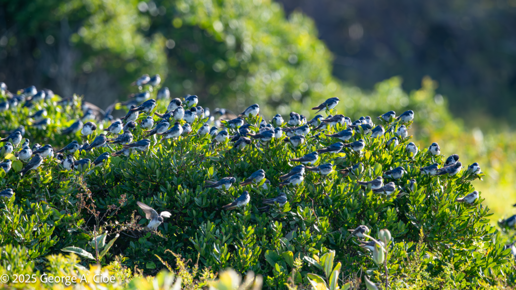 "Living Leaves" Tree Swallows