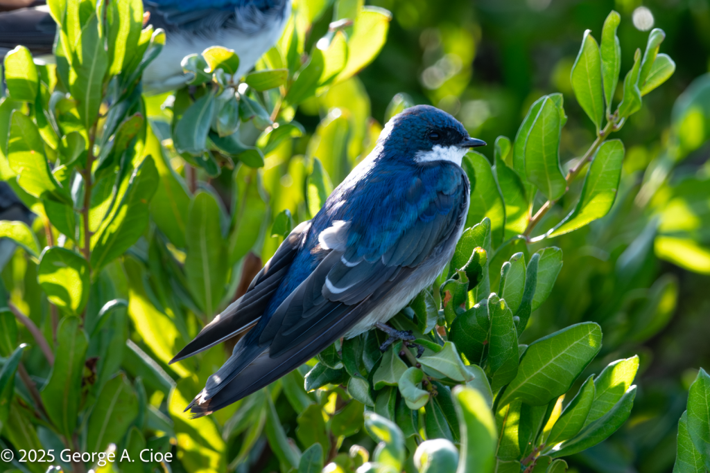 "Blue Angel" Tree Swallow