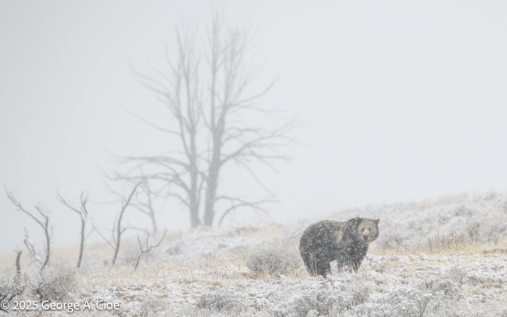 “The Bear Minimum" (in a Blizzard) Yellowstone National Park