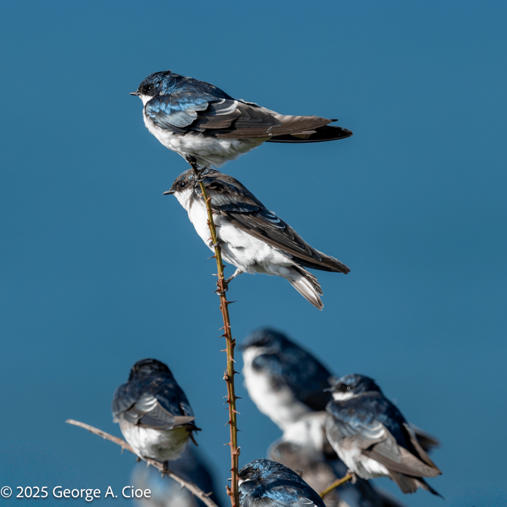"Branch by Branch, Beak by Beak" Tree Swallows