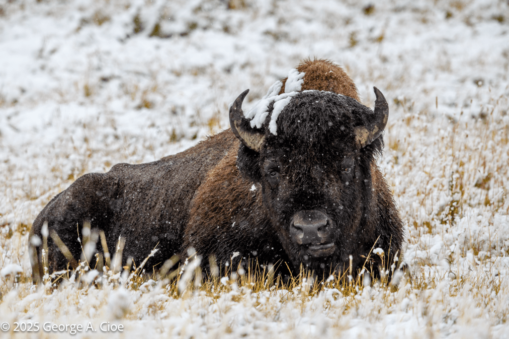 “Snow and Horns” Bison, Yellowstone National Park