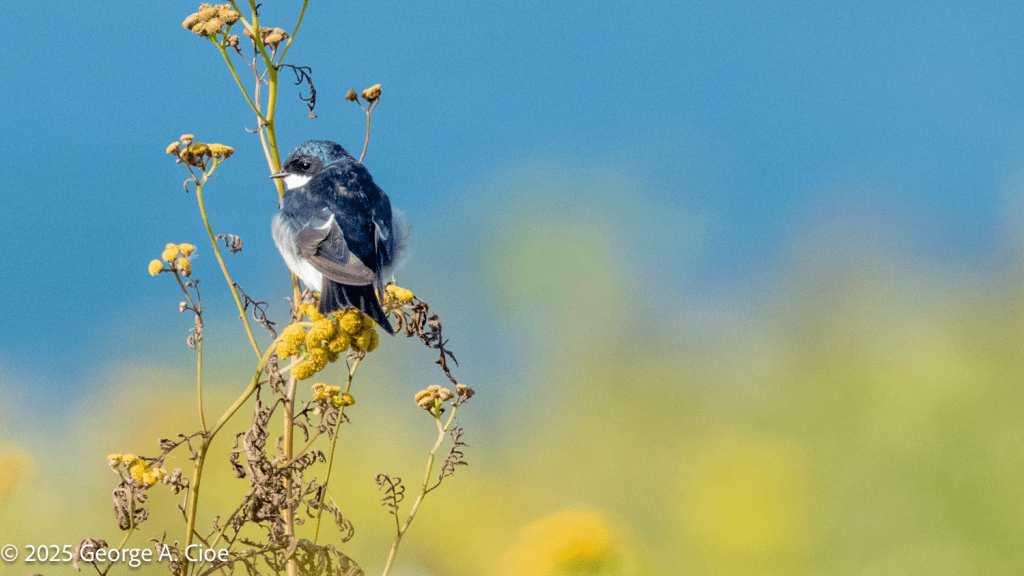 "Perch Perfect" Tree Swallow