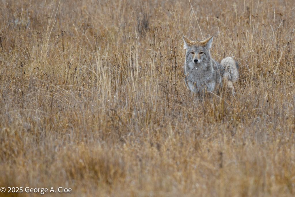 “Ghost of the Meadow”, Coyote, Yellowstone National Park