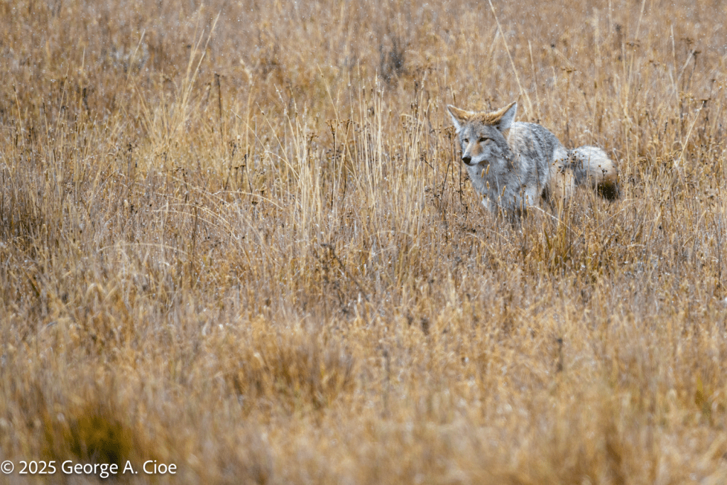 “Field of Schemes”, Coyote, Yellowstone