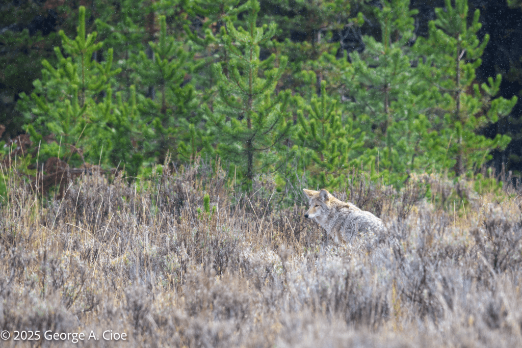“Silent Hunter” Coyote, Yellowstone National Park