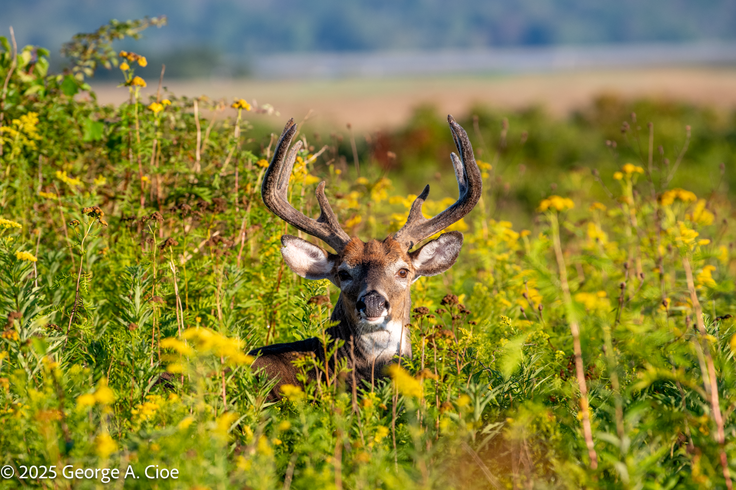 The Truth About My Buck Photo: A Serendipitous Moment