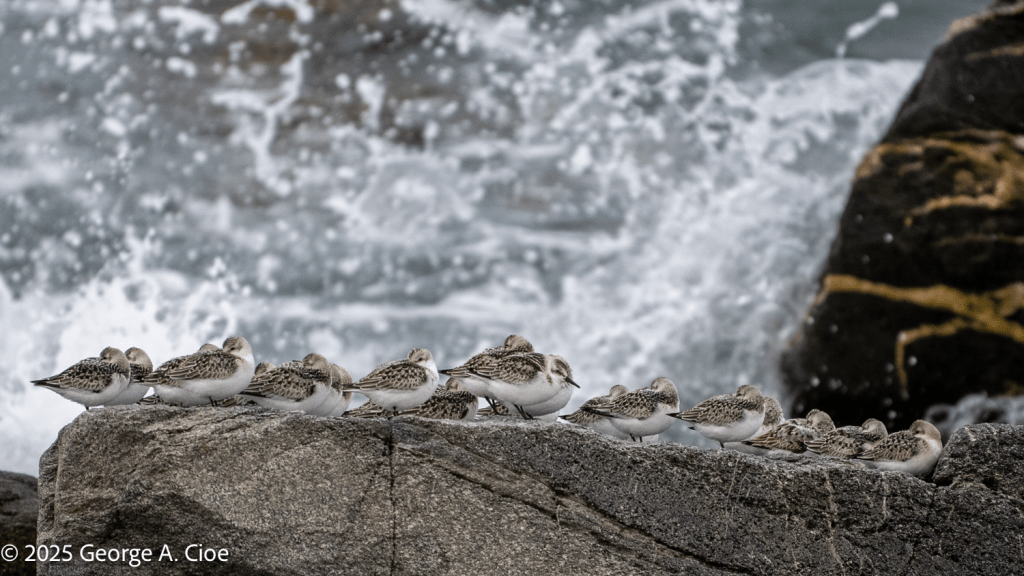 "Feathers and Foam" - Resting Sanderlings