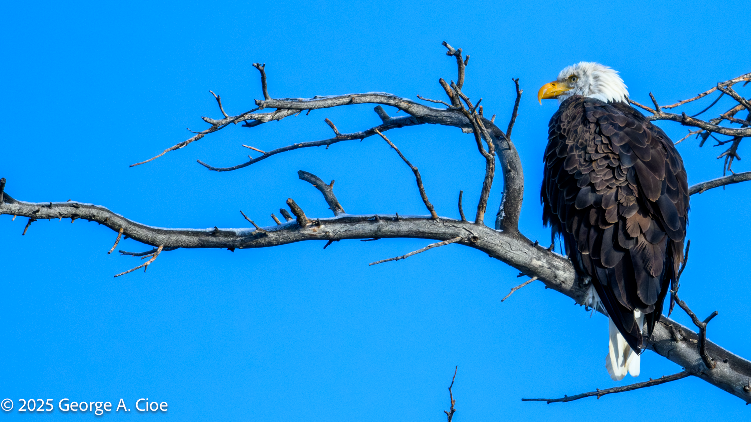 The Bald Eagle — Our National Bird Symbolizes Freedom