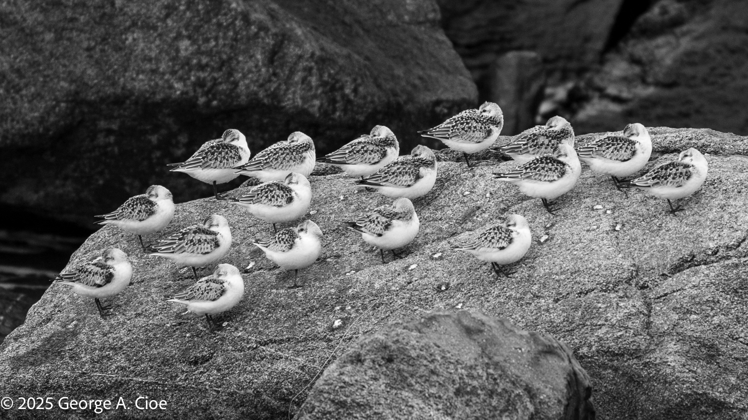 Sanderlings Huddled and Waiting for Sun and Surf – Observations
