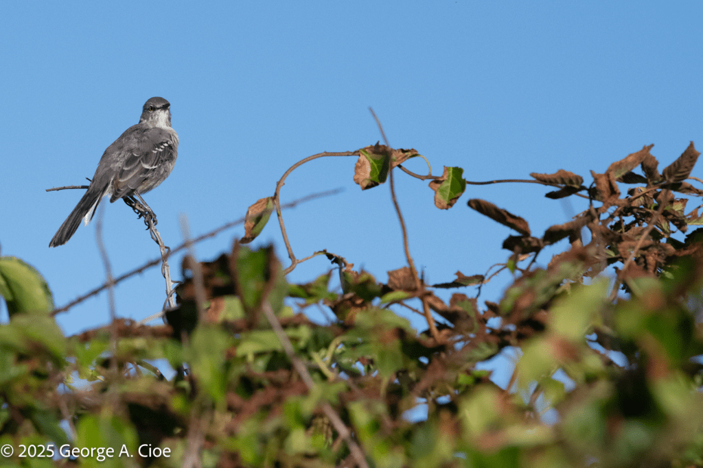 "Ready For Launch" Northern Mockingbird