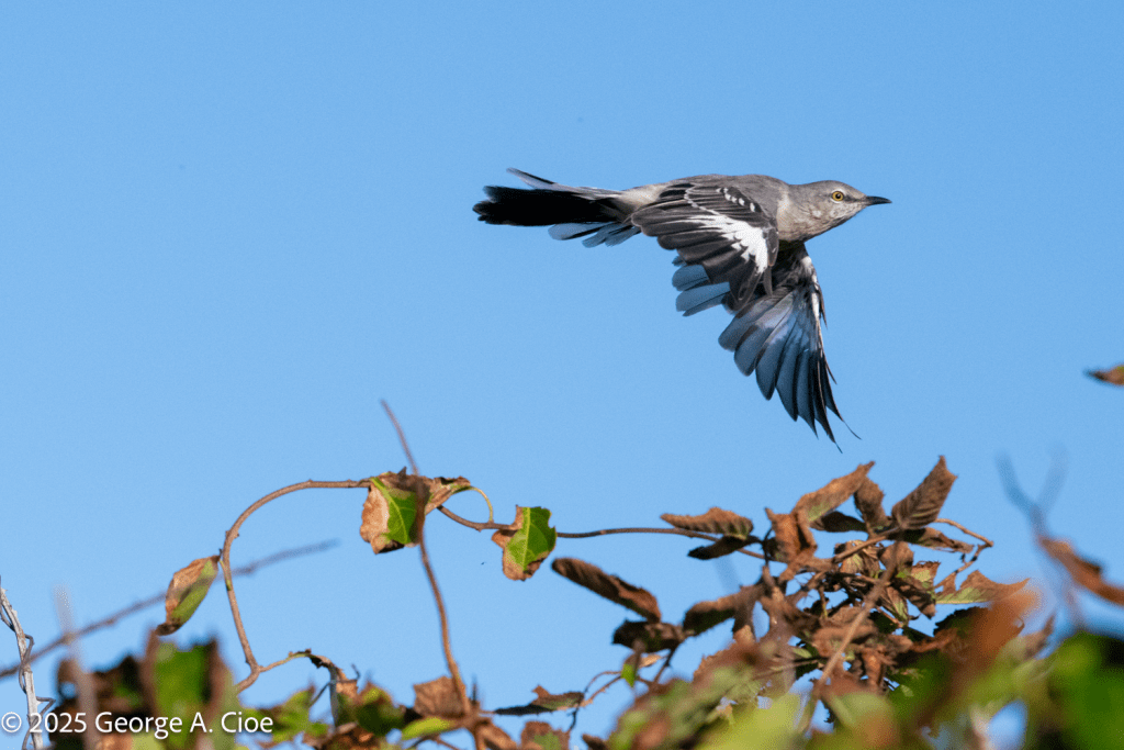 "Focused Flight" Northern Mockingbird