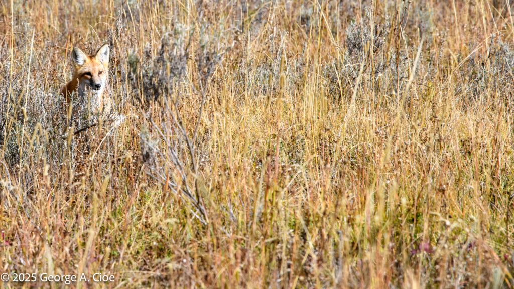 "Meadow Whisperer" Red Fox, Yellowstone