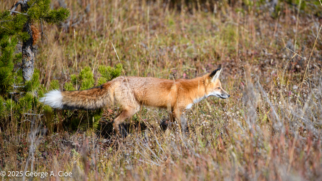 "Silent Pursuit" Red Fox, Yellowstone