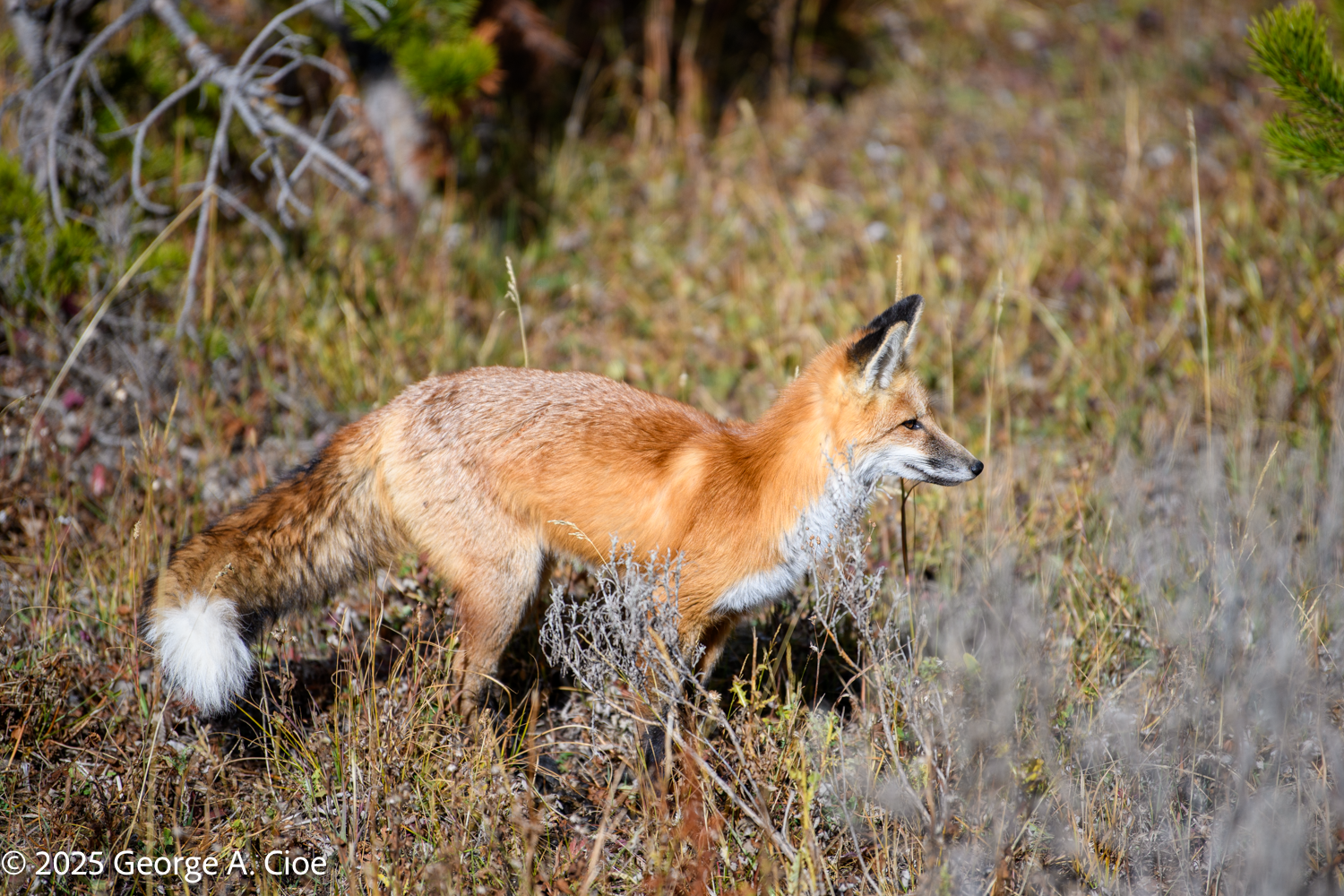 A Red Fox in the Meadow During a Photo Adventure