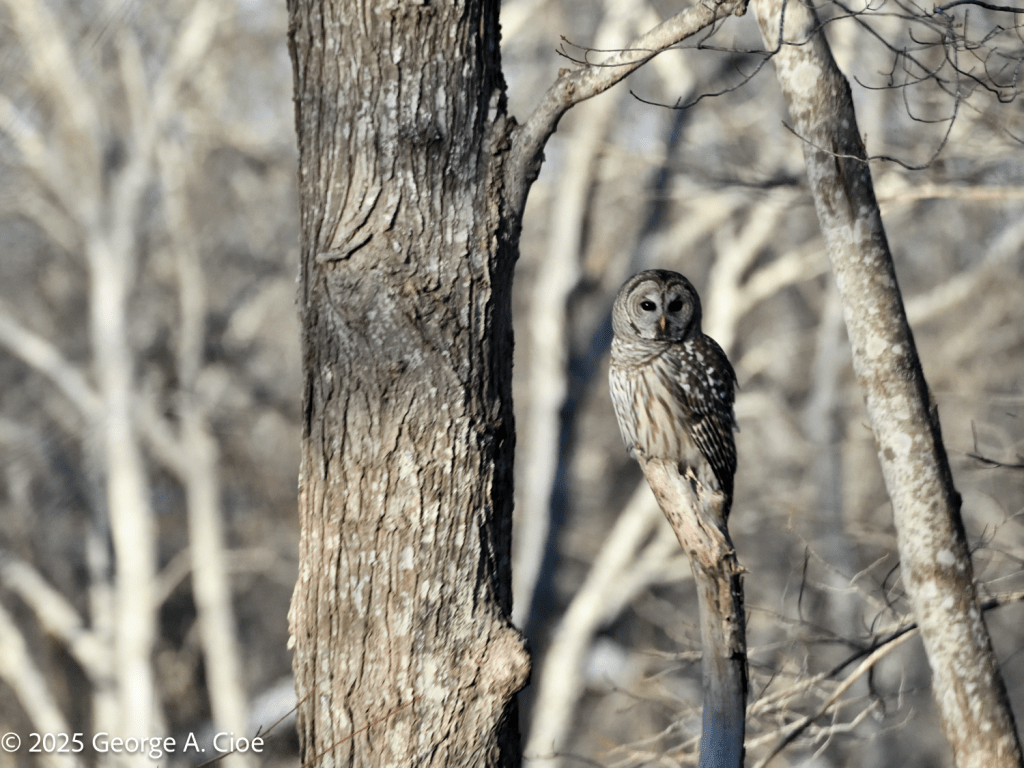 "Stealth" Barred Owl