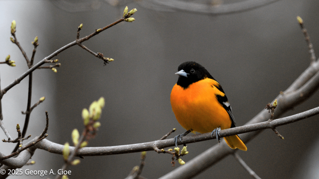 Baltimore Oriole