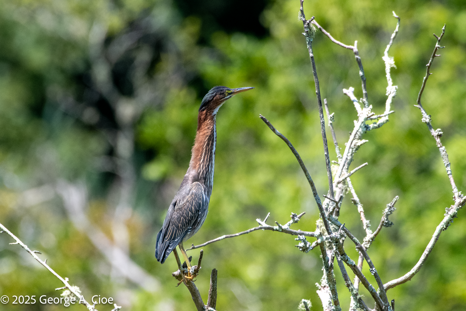 The Green Heron: Master of Ambush
