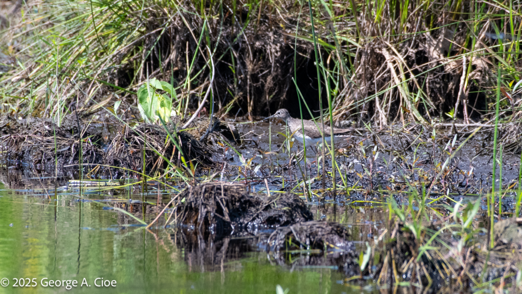 Solitary Sandpiper