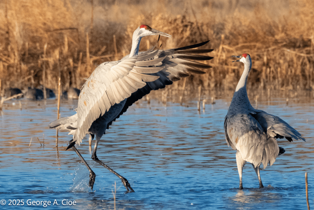 Sandhill Crane Couple