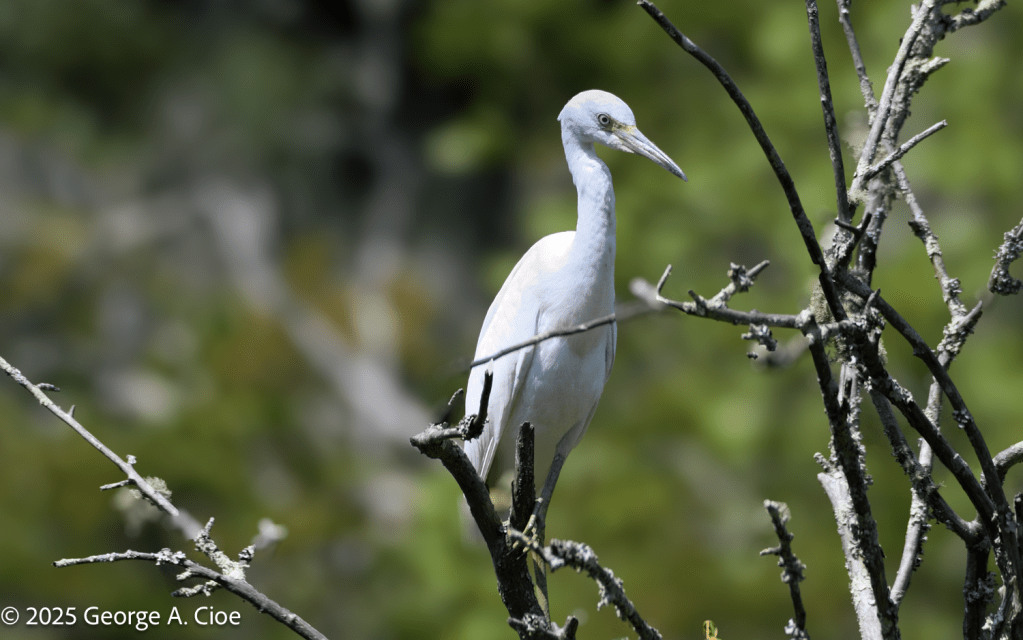Great White Heron