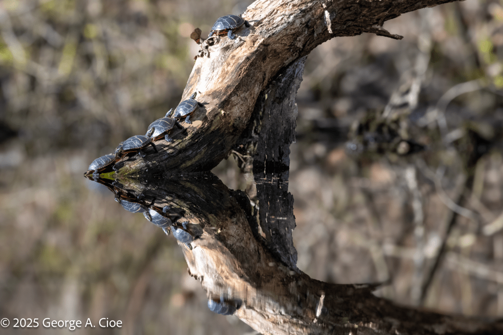 Turtle Sunning on Fallen Tree