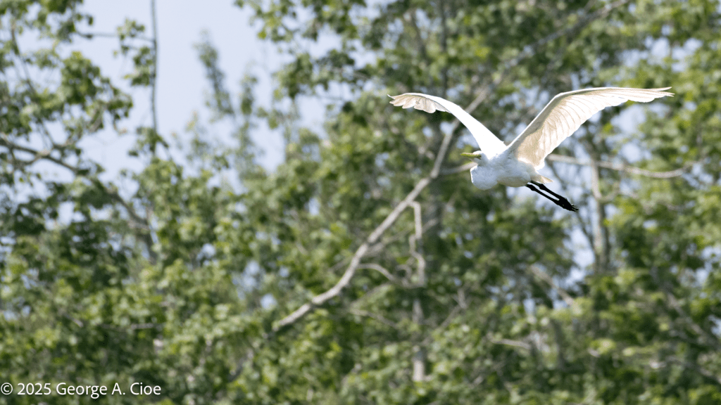 Great White Heron