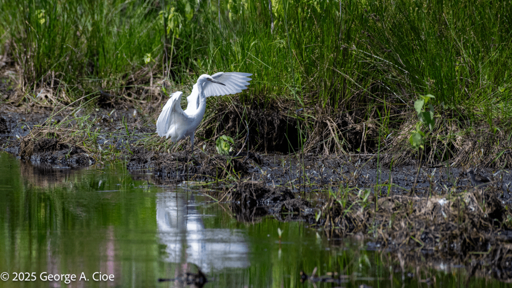 Great White Heron