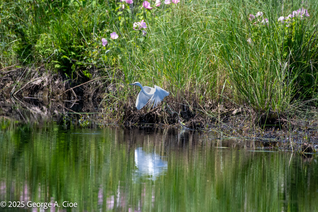Great White Heron
