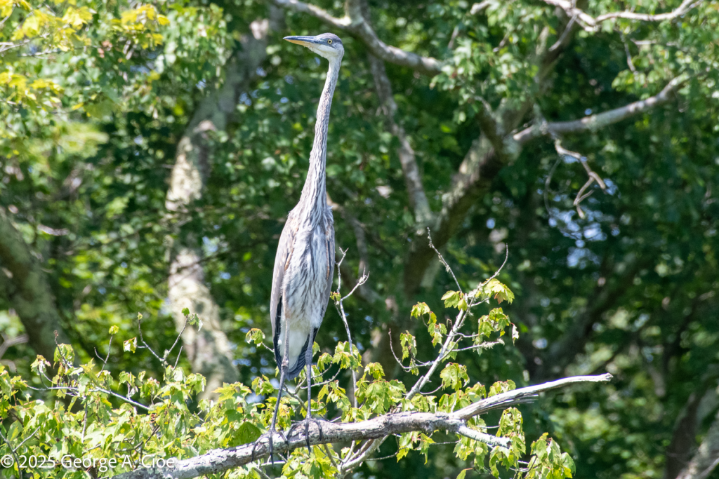 Great Blue Heron
