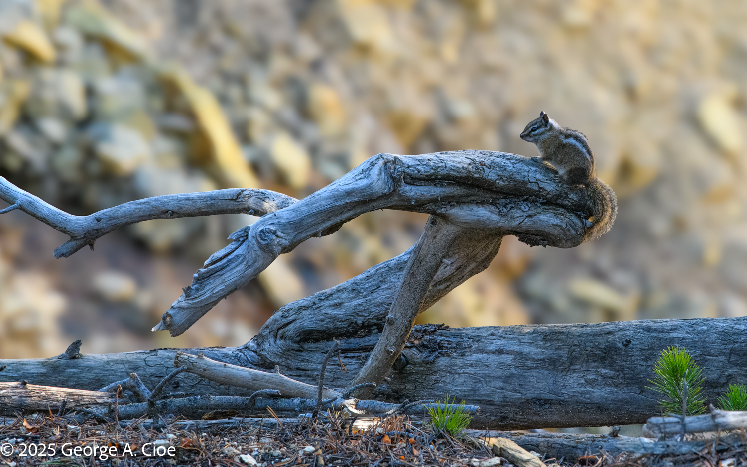 No Respect in Yellowstone – Understanding Chipmunks