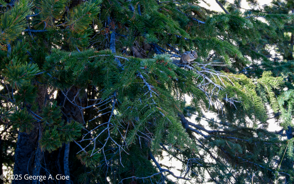 "Limberness" Least Chipmunk, Yellowstone National Park