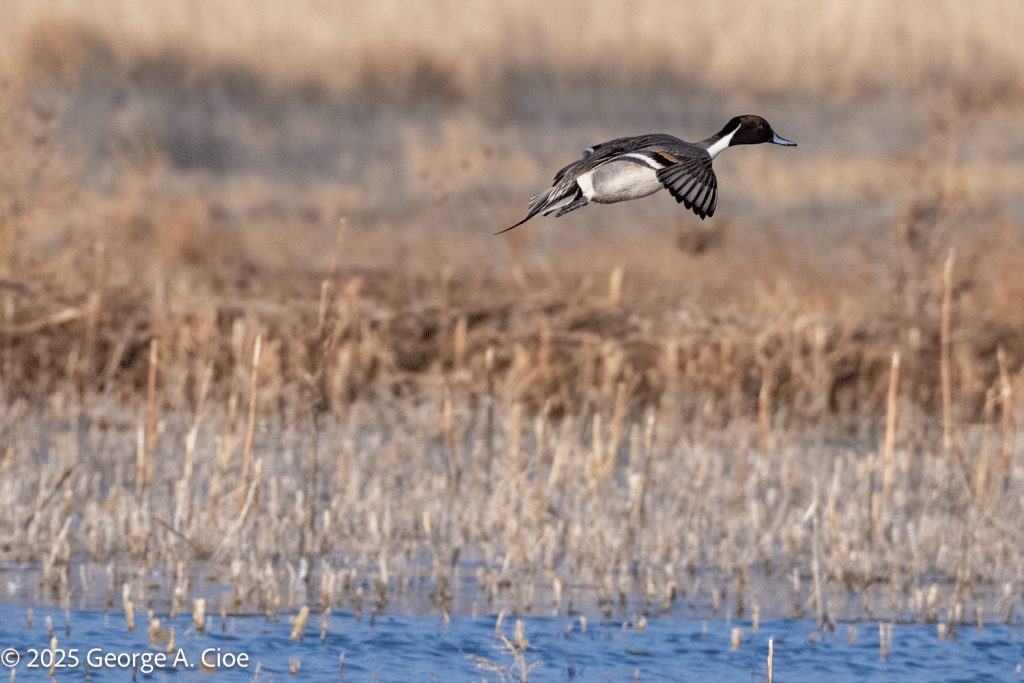 Pintail Duck