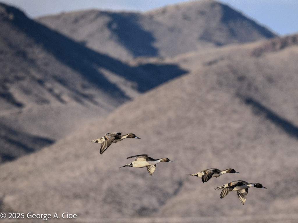 Pintail Ducks