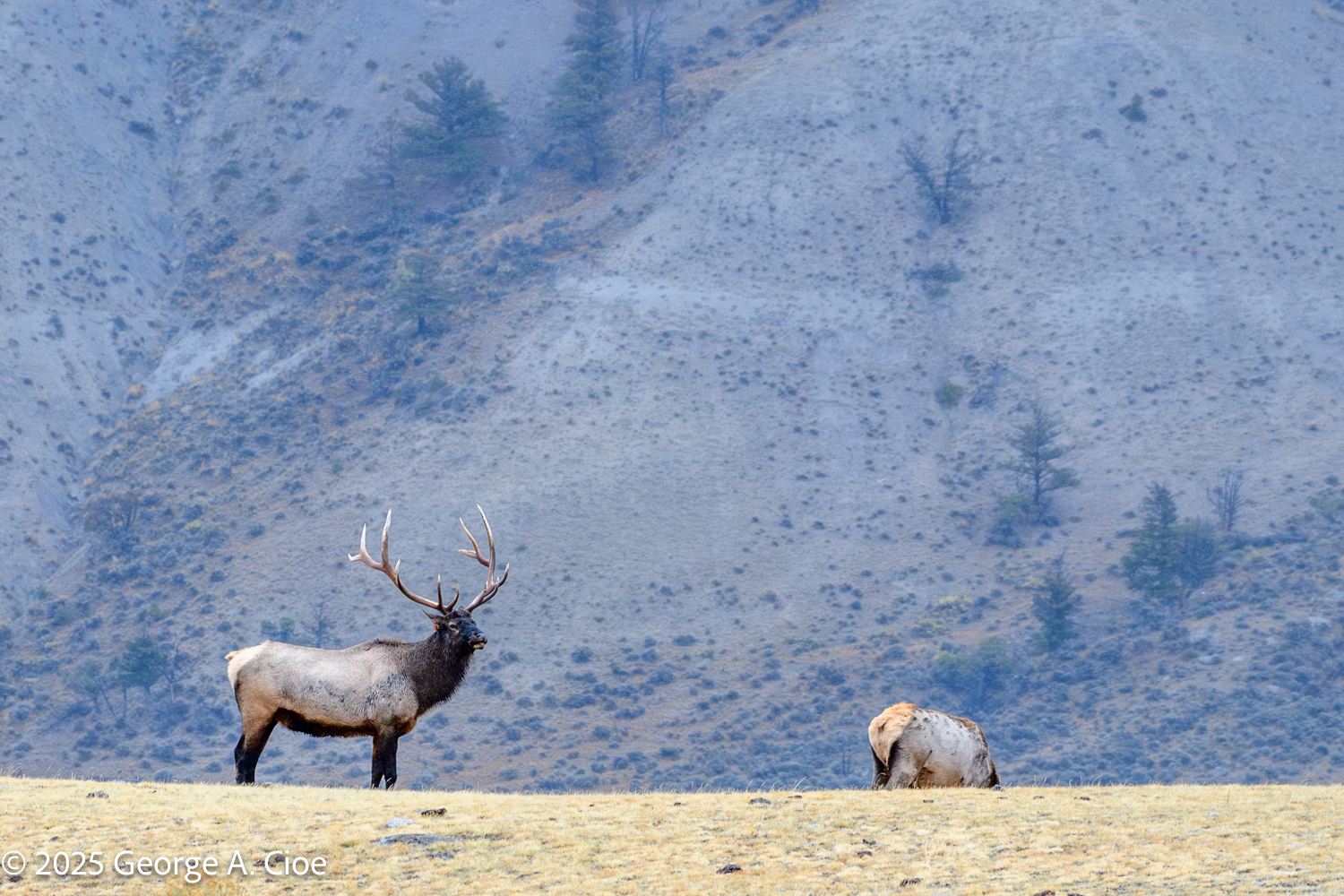 Are You Ready for This Amazing Photo Adventure in Yellowstone?